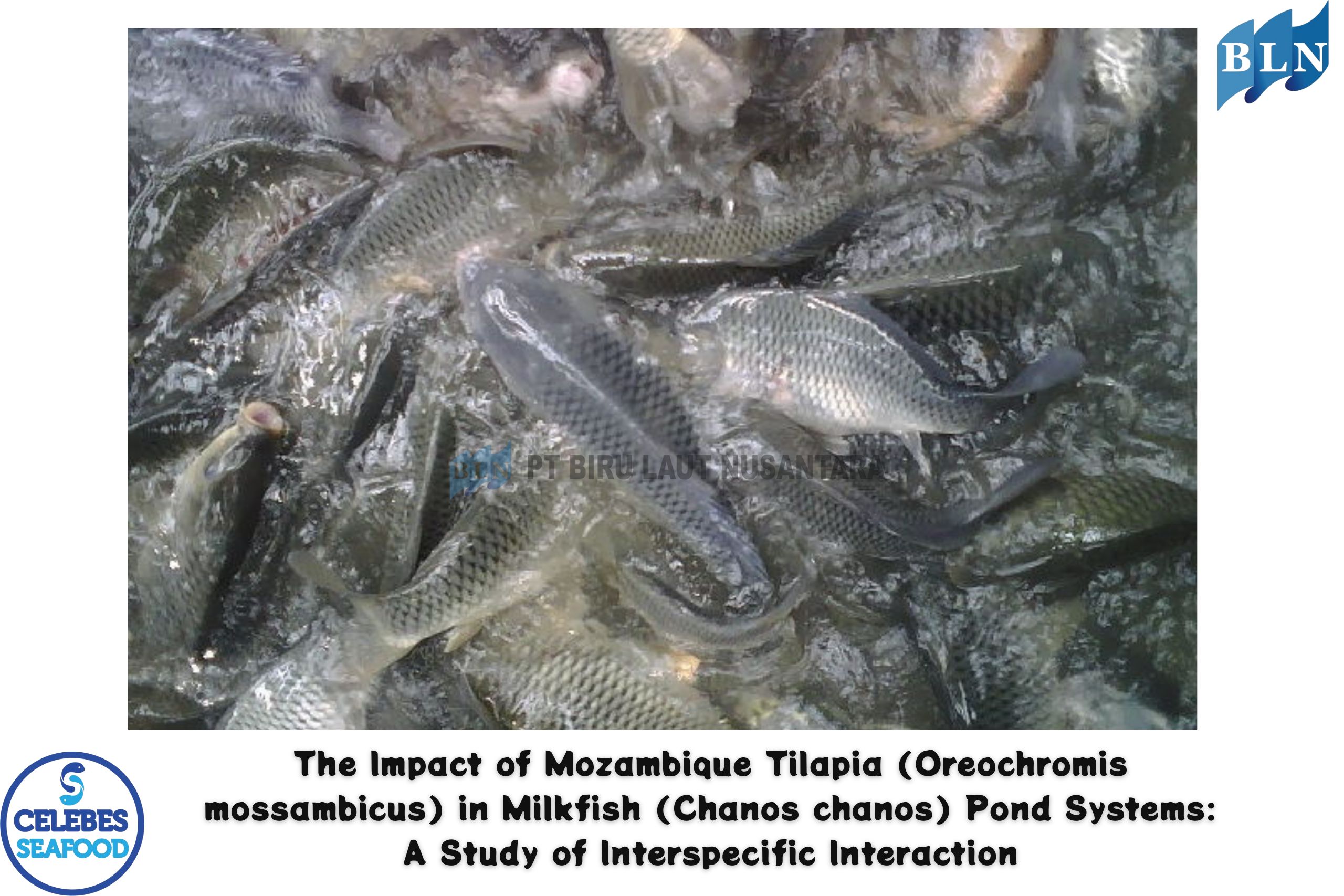 The Impact of Mozambique Tilapia in Milkfish Pond Systems: A Study of Interspecific Interaction